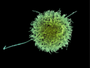 NK/T/B cell and Macrophage Target gene delivery